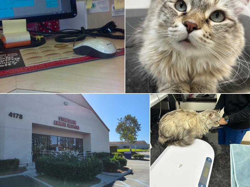 Stonecreek Animal Hospital, A Thrive Pet Healthcare Partner