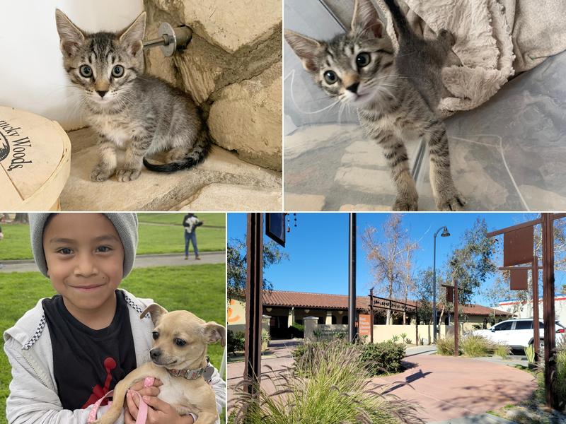 CAMP Clinic Mission Hills