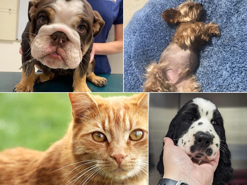 Nordhoff Veterinary Hospital