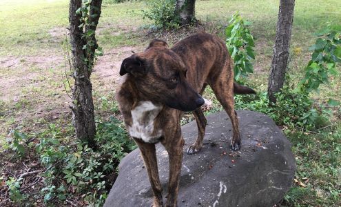 North Franklin Veterinary Services Chateaugay