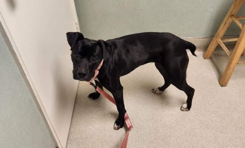 Redwood Veterinary Clinic