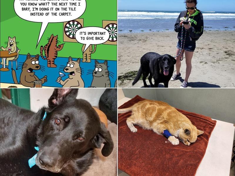 Redwood Veterinary Clinic: Pedersen Joyce DVM