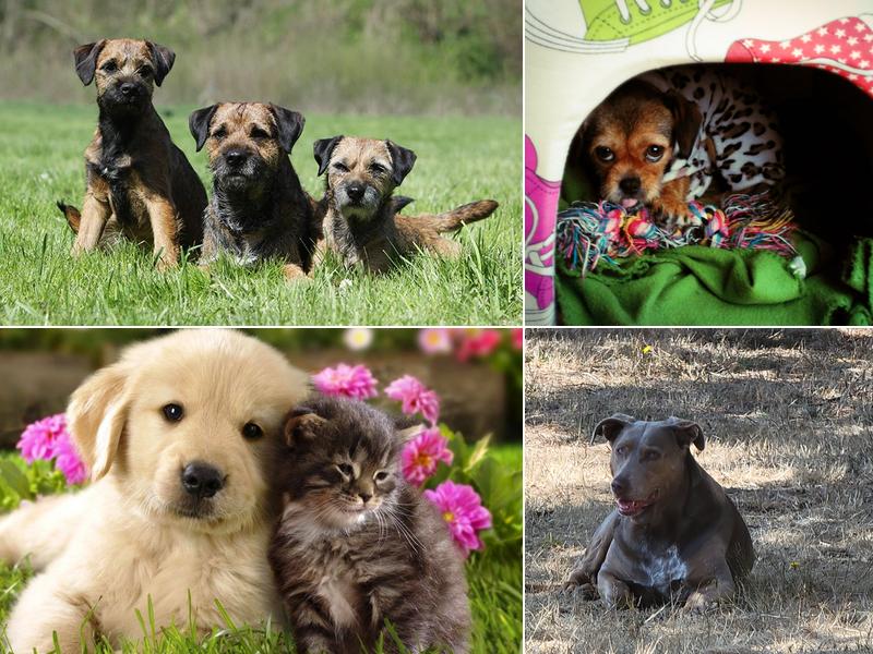 All Tails Wagging Veterinary Clinic