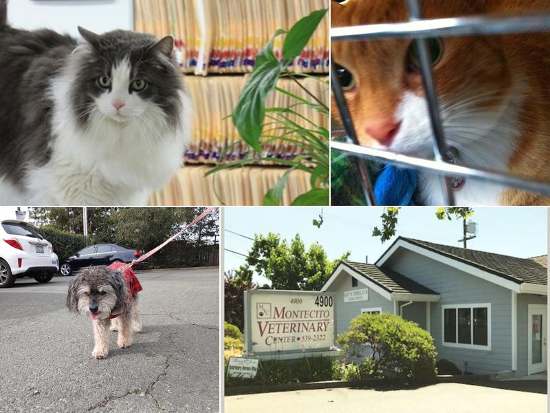 Montecito Veterinary Center