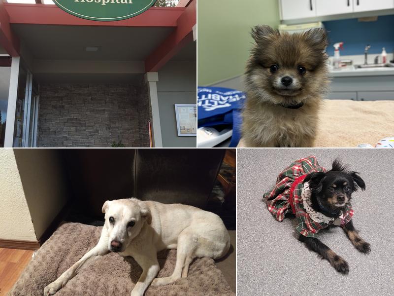 Analy Veterinary Hospital