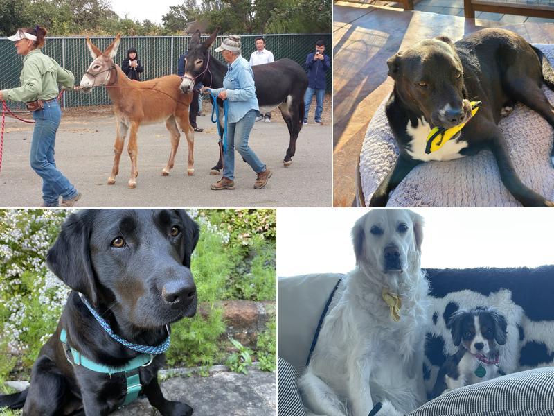 Cotati Small Animal Hospital