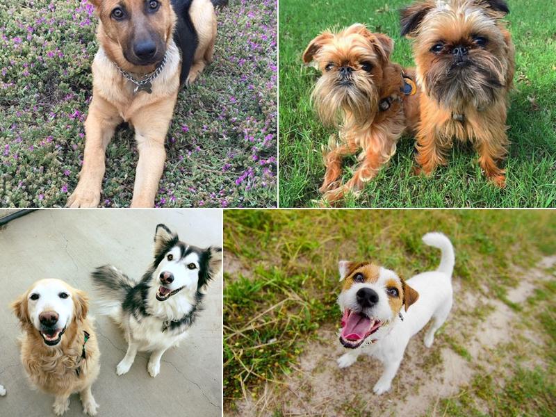 San Marcos Veterinary Clinic: Benedek Neola DVM