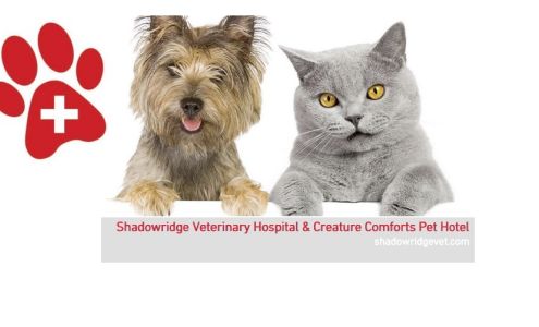 Shadowridge Veterinary Hospital & Creature Comforts Pet Hotel in Vista Vista