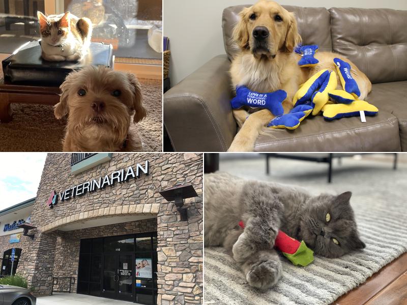 Advanced Veterinary Care of San Elijo