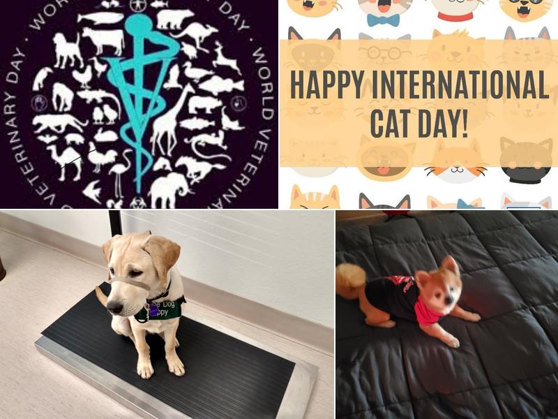 Mountain View Veterinary Hospital