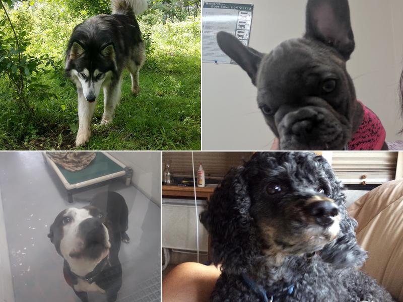 Java's Veterinary Center