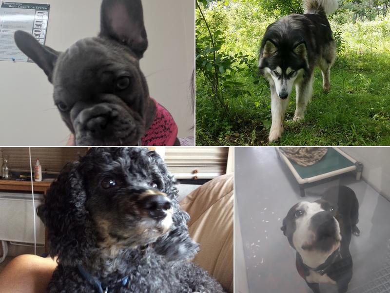 Java's Veterinary Center