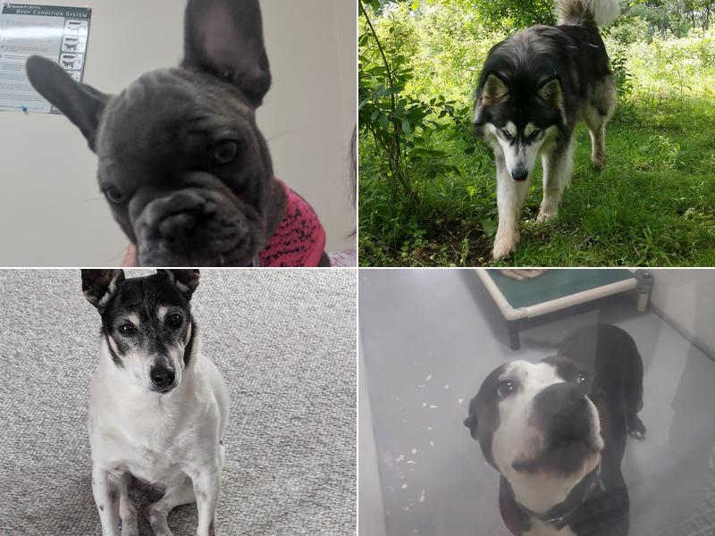 Java's Veterinary Center