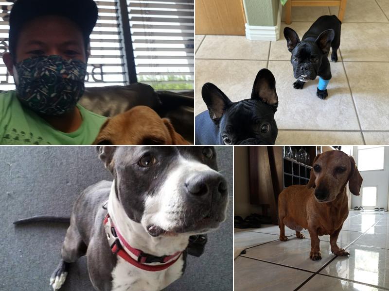 Home Vet House Call Services