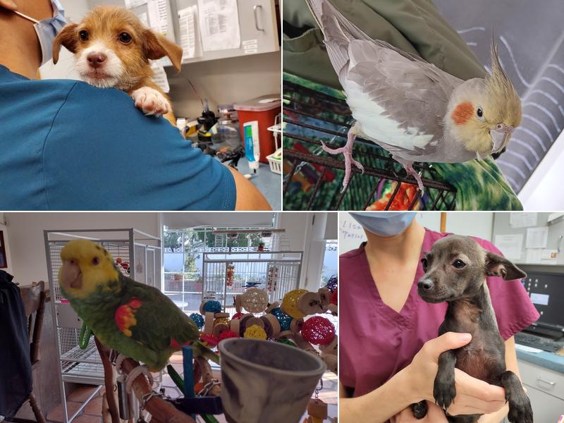 Palmdale Veterinary Hospital