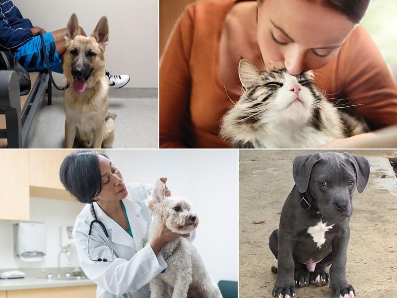 Palm Plaza Pet Hospital