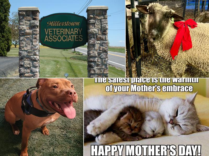 Millerstown Veterinary Associates