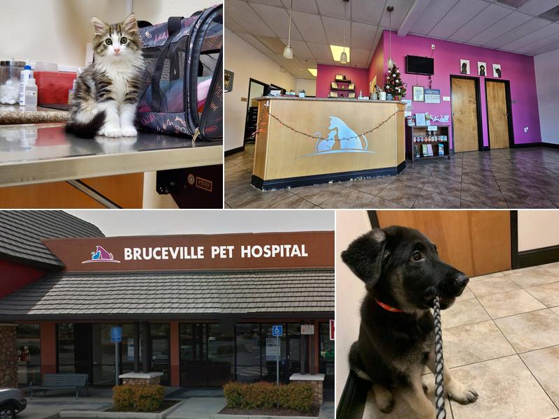 Bruceville Pet Hospital
