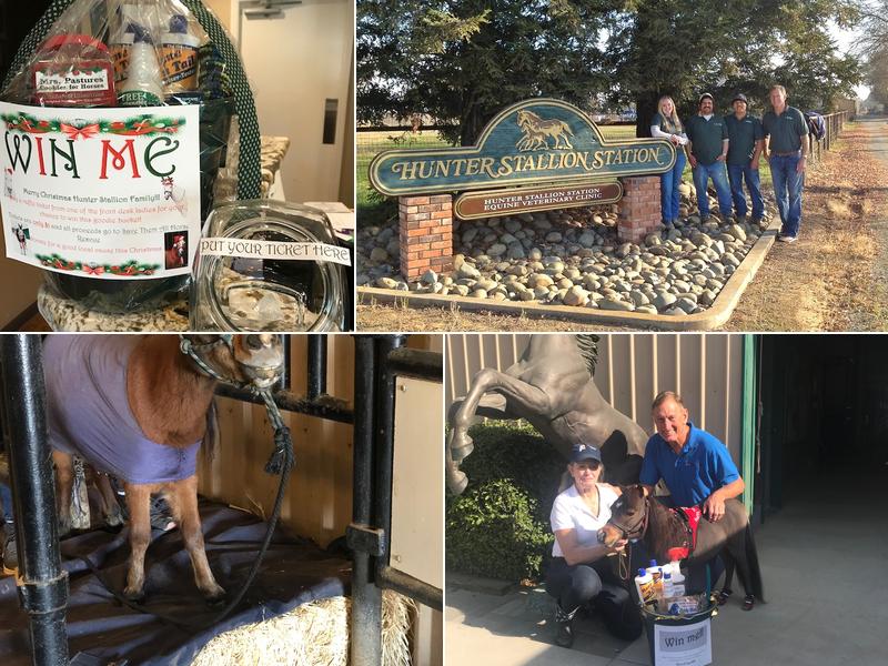 Hunter Stallion Sta Equine Vet