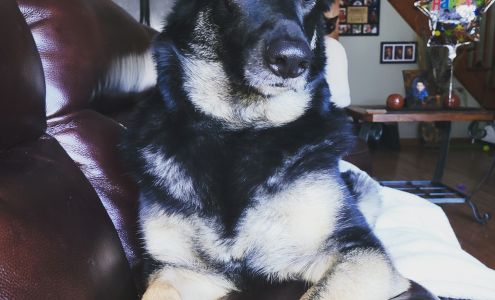 Brunswick Veterinary Hospital