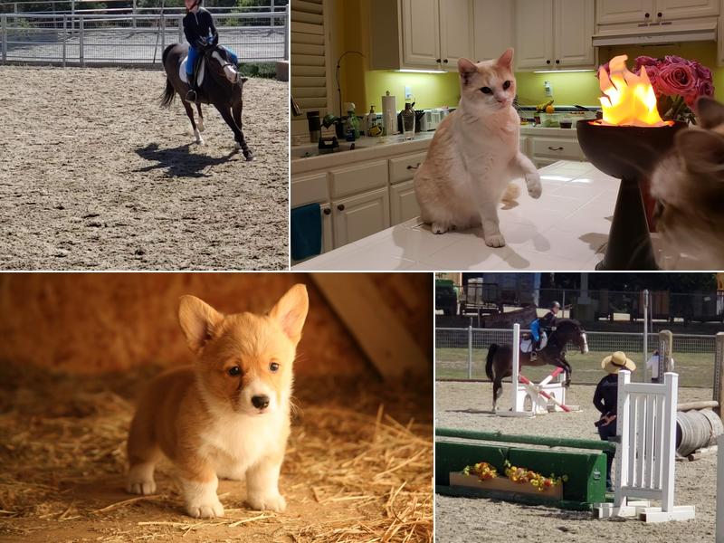 Prunedale Veterinary Services