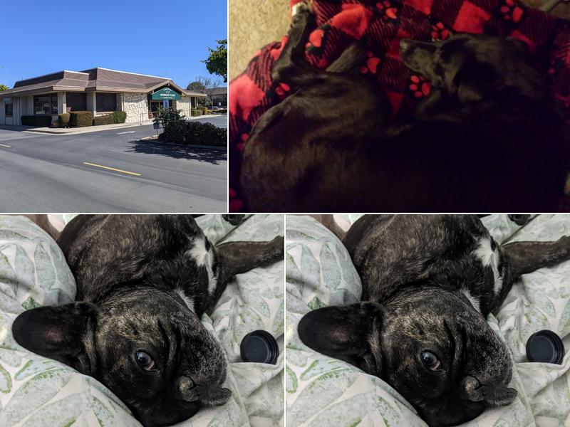 Carmel Holistic Veterinary