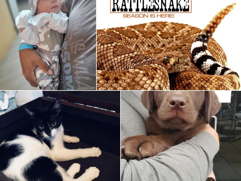 Claremont Veterinary Hospital