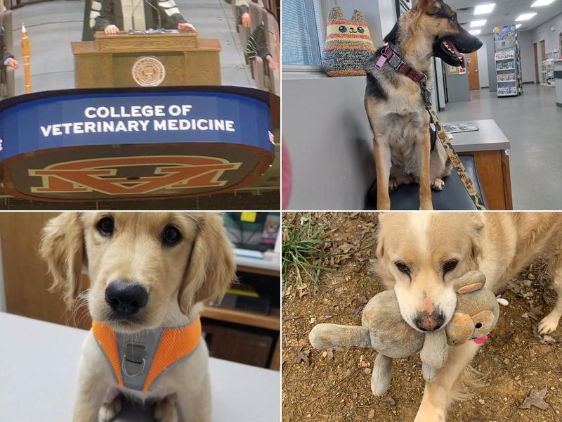 Cullman Veterinary Hospital Pc