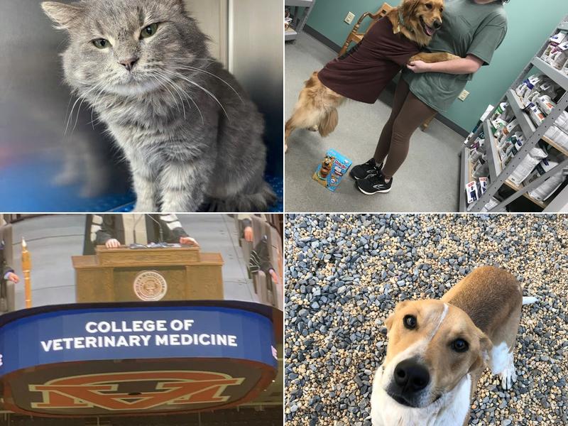 Cullman Veterinary Hospital Pc: Bonds Tara G DVM