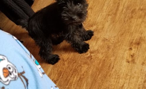 Albany Animal Clinic 624 Tennessee Short Cut Rd, Albany Kentucky 42602