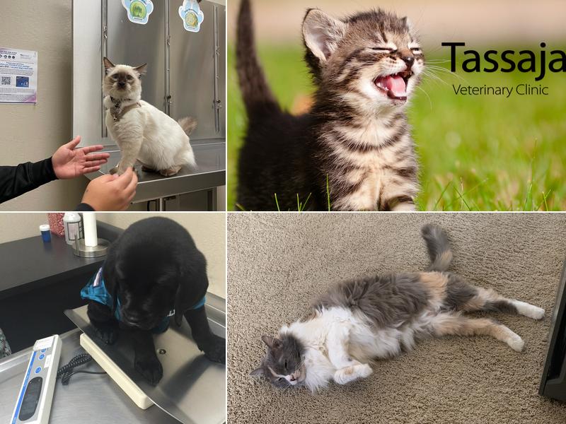 Tassajara Veterinary Clinic