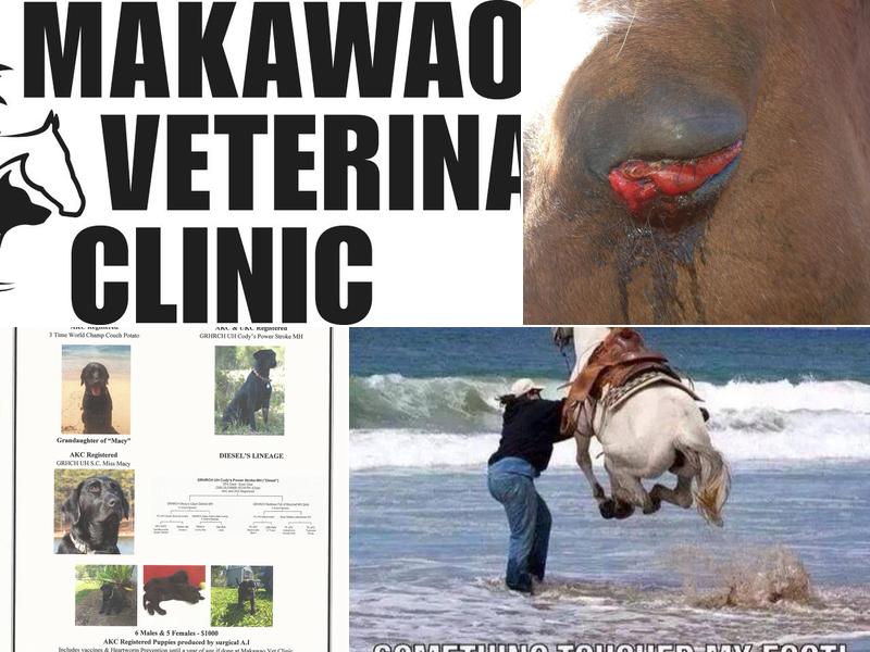 Maui Equine Veterinary Services