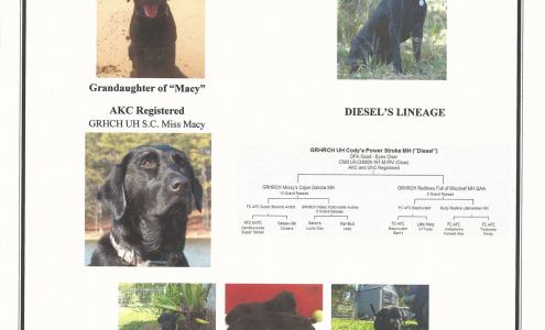 Maui Equine Veterinary Services Kula