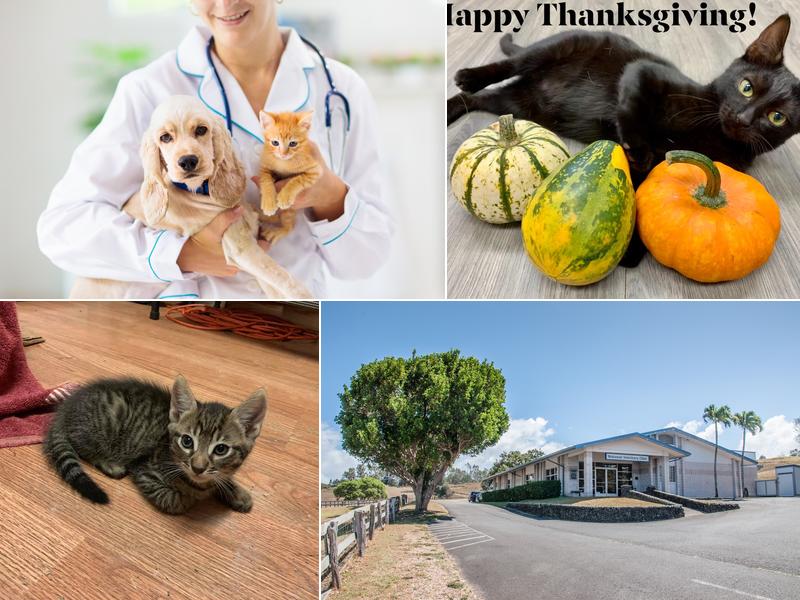 Makawao Veterinary Clinic