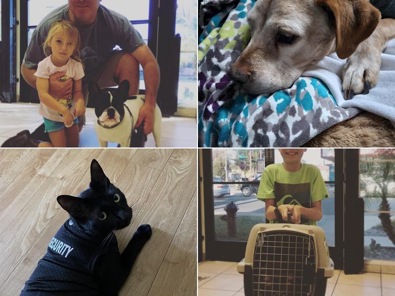 Parkway Pet Clinic: Henderson William J DVM