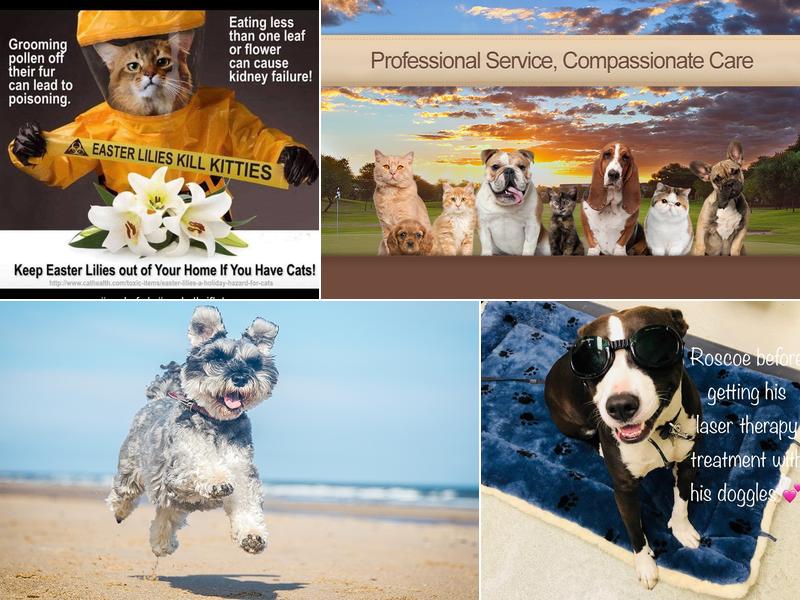 Rancho Bernardo Veterinary Clinic