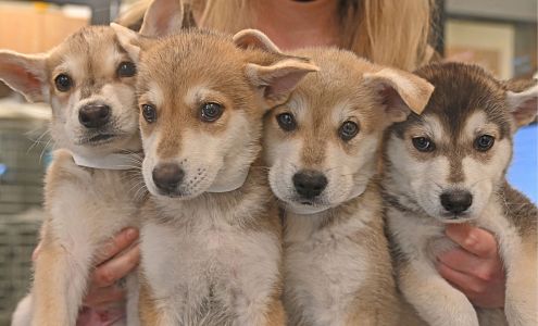 Helen Woodward Animal Center