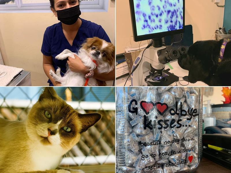 Paradise Veterinary Hospital