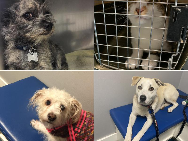 Petsadena Animal Hospital