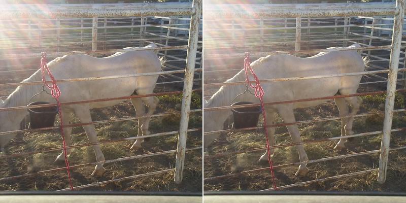 Laurel Veterinary Clinic