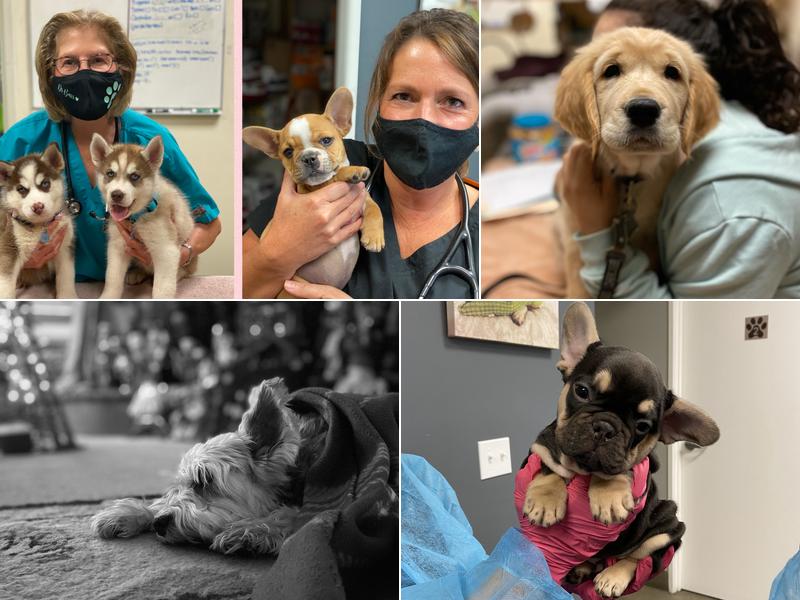 Animal Hospital of Thousand Oaks