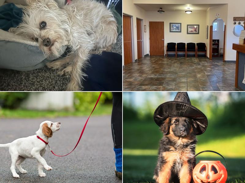 Muir Oaks Veterinary Hospital