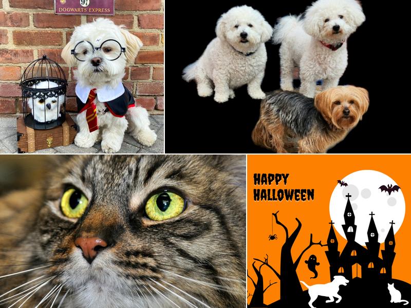 Redwood Veterinary Hospital