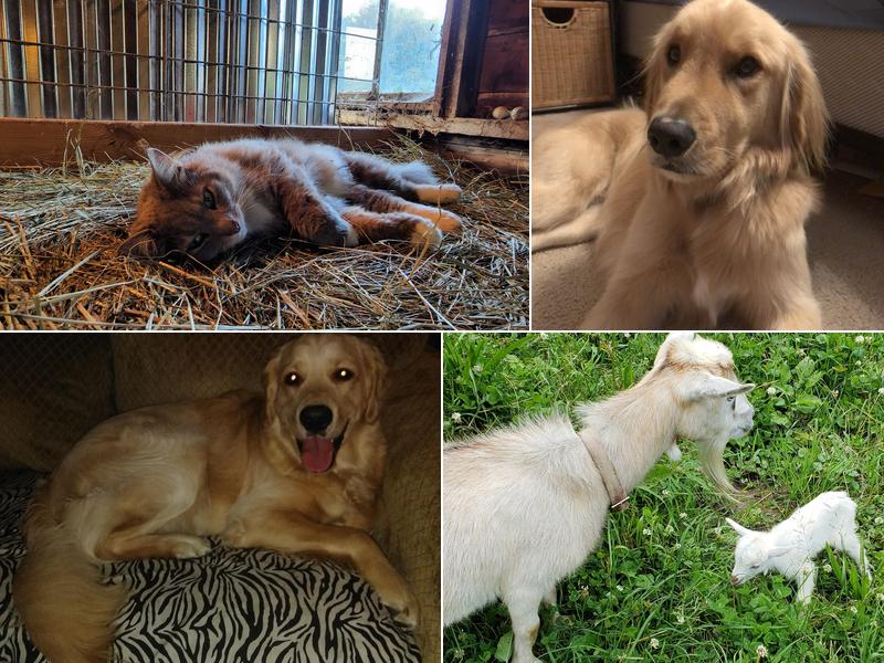 Forest Hills Veterinary