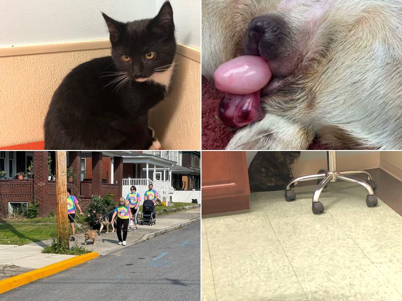 Johnstown Veterinary Associates