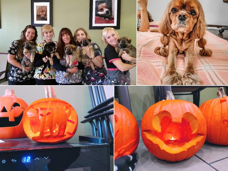 Douglas Boulevard Veterinary Clinic