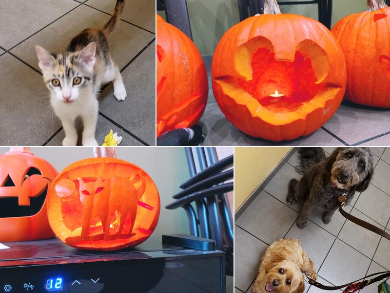 Douglas Boulevard Veterinary Clinic: Nickens Linda A DVM