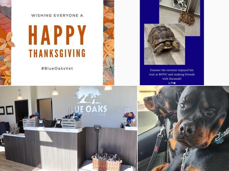 Blue Oaks Veterinary Clinic