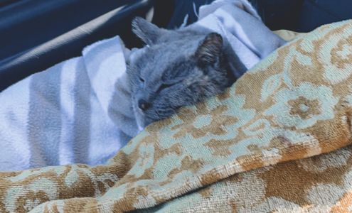 Companion Animal Clinic Canton