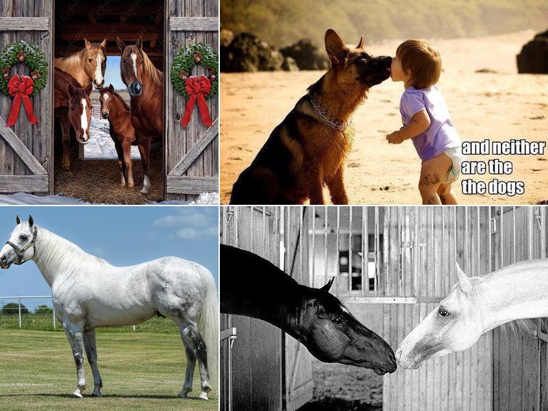 Interstate Veterinary Clinic